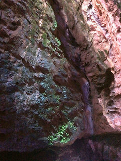 Rock formations with mosses,lichens and ferns An underground shot of vegetation using an man-made source of light to grow. 
 England,Geotagged,Lichens,Limestone caverns,Mendip Hills,Somerset,United Kingdom,ferns,mosses