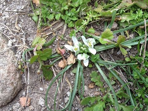 Beauty amongst ancient ruins. Found during a trip to Izmir, Turkey on March 2015.  Geotagged,Ornithogalum sigmoideum,Turkey,Winter