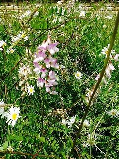 Down amongst the daisies. An English orchid.  Possibly an early Purple Orchid? 2015.,English orchid,Geotagged,Summer,United Kingdom