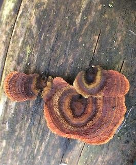 Tiny fungus on wood A tiny fungus growing on a raised bed in my garden. It has been growing for at least 3 years and is approximately 3 cms at the widest point.  Geotagged,Trametes versicolor,United Kingdom,Winter