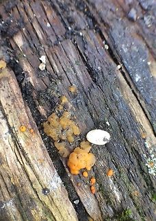 Orange slime mould Tiny orange slimey stuff on an old tabletop in my garden.  Geotagged,Tremella mesenterica,United Kingdom,Winter