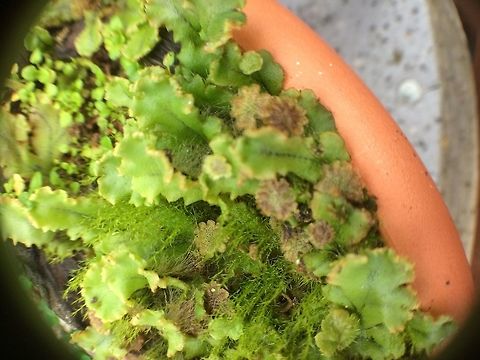 Lichen and moss in a pot Tiny umbrellas,( fruiting spores?). Made for the fairies! 2018,Geotagged,London United Kingdom,United Kingdom,Winter