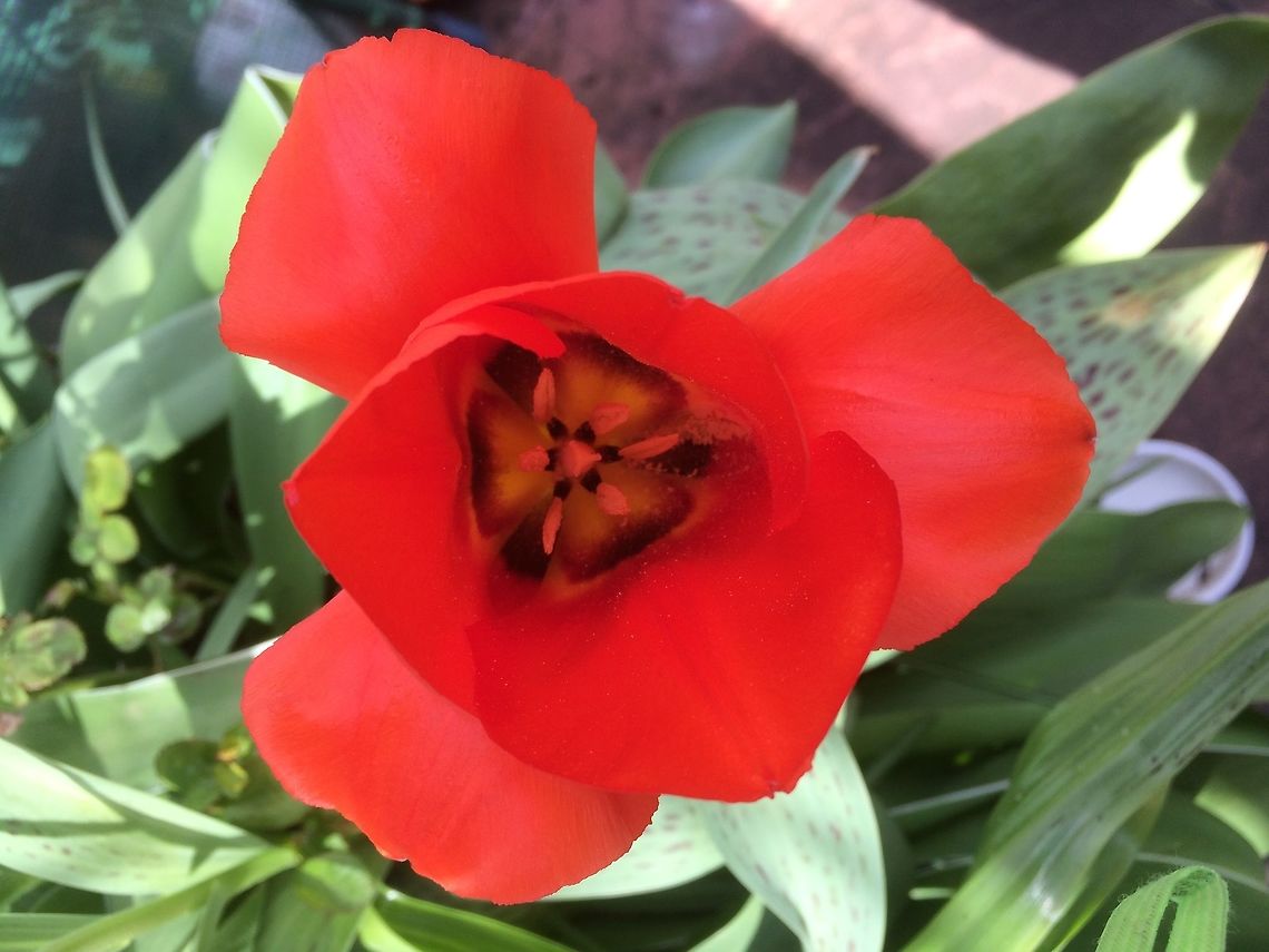 A beautiful tulip A great hoot of a tulip with spotted leaves.  So beautiful in the sunshine!  Geotagged,Spring,Tulipa gesneriana,Tulipa gesneriara,United Kingdom