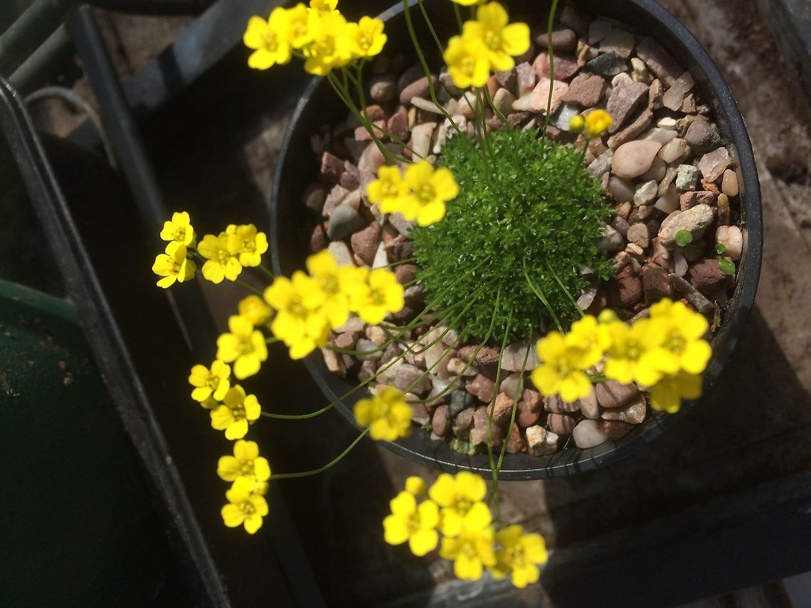 A tiny member of the brassica family. Draba, this photo is of the variety imbricata compacta. The flowers are tiny, about 4-5 mm across. Hi . Draba. Brassicas. Caucasus,United Kingdom,imbricata Compacta Geotagged,oligosperma