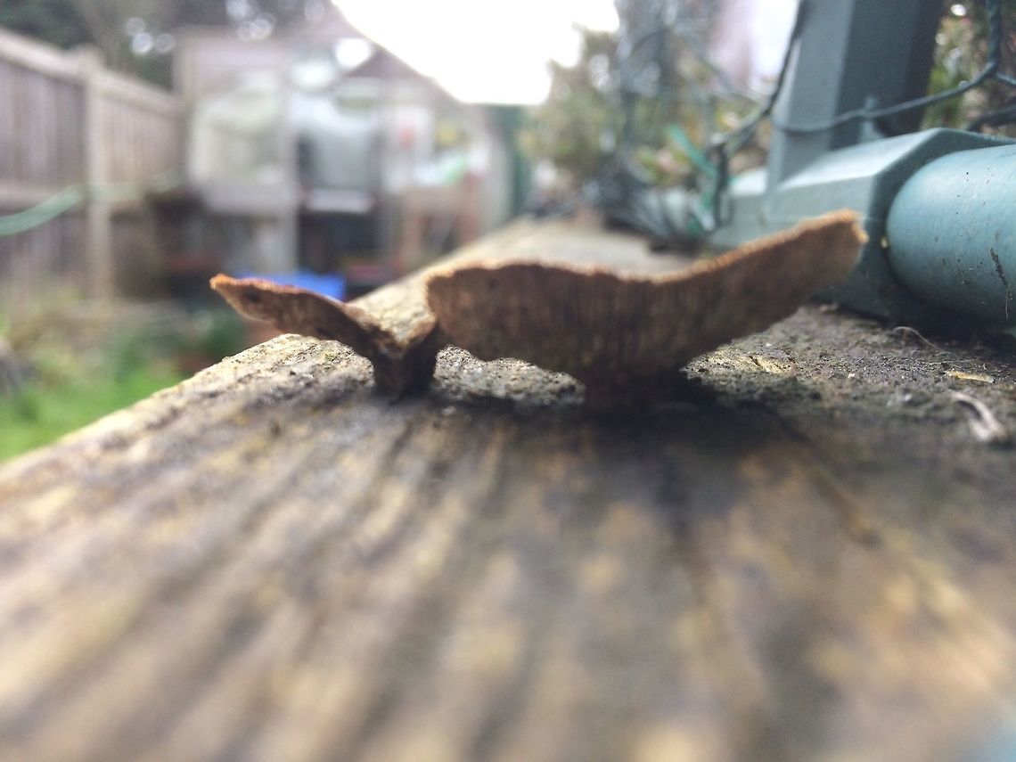 The underside of a tiny fungus. Not a good photo but the fungus is attached to a raised bed and I would have to remove it.   Geotagged,Spring,United Kingdom