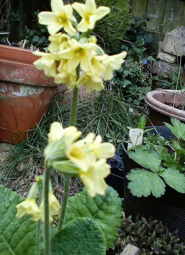 A sign of Spring in England A wild cowslip self-seeded in my garden.  Common cowslip,Geotagged,Primula veris,Spring,United Kingdom