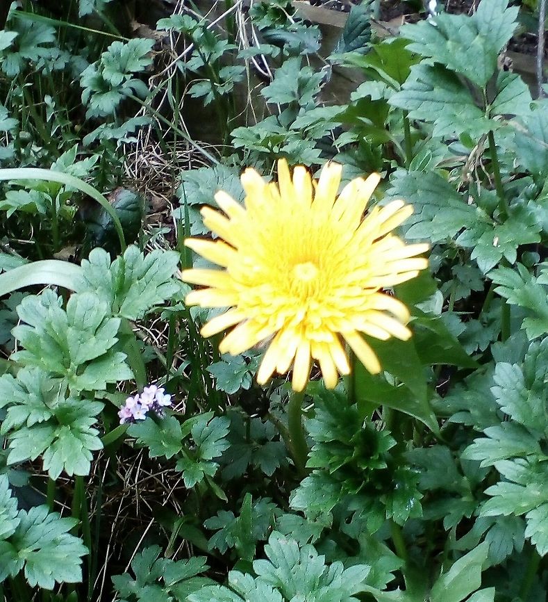 An early dandelion One of the first dandelions of the year.   Common dandelion,Geotagged,Spring,Taraxacum officinale,United Kingdom
