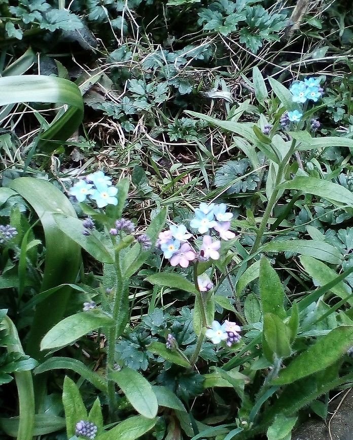 Forget-me-nots Blue and pink forget-me-nots Forget-me-not,Geotagged,Myosotis sylvatica,Spring,United Kingdom,Woodland Forget-me-not