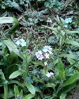 Forget-me-nots Blue and pink forget-me-nots Forget-me-not,Geotagged,Myosotis sylvatica,Spring,United Kingdom,Woodland Forget-me-not
