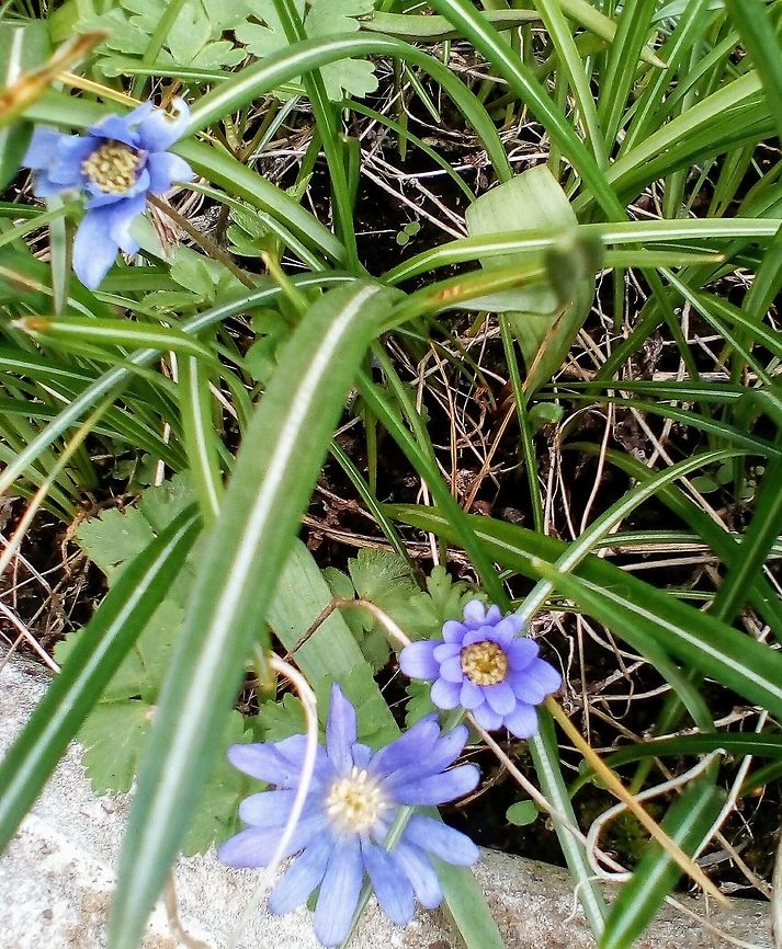 Anemone blanda Pretty little anemone  Anemone blanda,Balkan anemone,Geotagged,Spring,United Kingdom,rananculacea