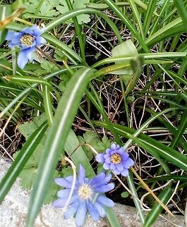 Balkan anemone
