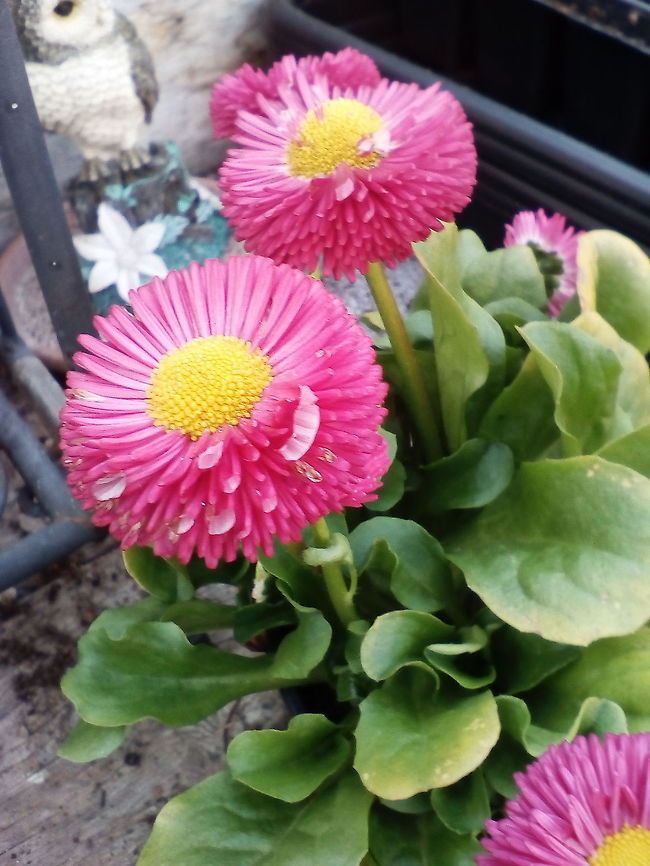 Another Bellis perennis Captured on a sunny morning. This one is a popular garden plant in UK..Native to Europe,the Mediterranean and northern Africa. Asteraceae,Bellis perennis,Bellis perennis.,Geotagged,Spring,United Kingdom,spring