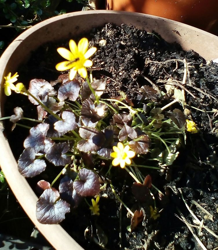 One of my favourites, Brazen Hussy! Ficaria Verna Brazen Hussy&#039; or lesser celandine.  Ficaria verna,Geotagged,Lesser celandine,Ranunculus ficaria,Ranunculus glaberrimus,Sagebrush buttercup,Spring,United Kingdom,celandine.buttercup,herbaceous perennial plant