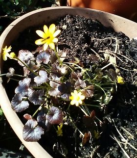 One of my favourites, Brazen Hussy! Ficaria Verna Brazen Hussy' or lesser celandine.  Ficaria verna,Geotagged,Lesser celandine,Ranunculus ficaria,Ranunculus glaberrimus,Sagebrush buttercup,Spring,United Kingdom,celandine.buttercup,herbaceous perennial plant