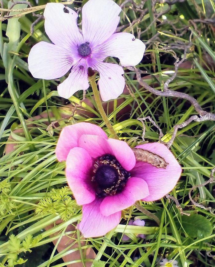 Something's eating my anemone! I guess this is a moth caterpillar?  Anemone,Anemone coronaria,Caterpillar,England,Geotagged,Poppy anemone,Spring,United Kingdom