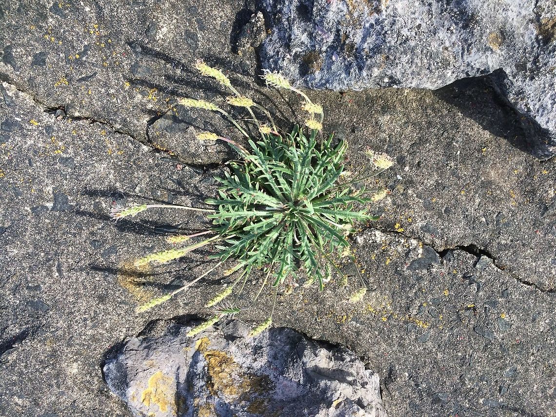 A perfectly formed rosette Such a good looking plant caught in the setting sun on the English side of the Solway Firth.  Early Summerr,Geotagged,Solway Firth. Cumbria United Kin