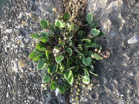Coastal plant on the sea wall. Another wild flower growing on the sea wall in Silloth-on-Solway  Coastal,Cumbria,Early Summer,Geotagged,United Kingdom