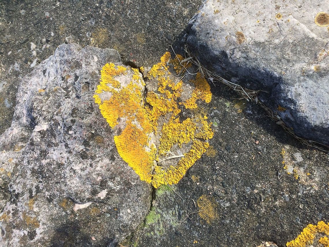 Golden lichen? Glowing in the early evening sunshine, a lovely golden patch of lichen ( I think). It was facing the sea and open to the winds and the elements.  Caloplaca flavovirescens,Cumbria,Early Summer,Geotagged,coastal.United Kingdom