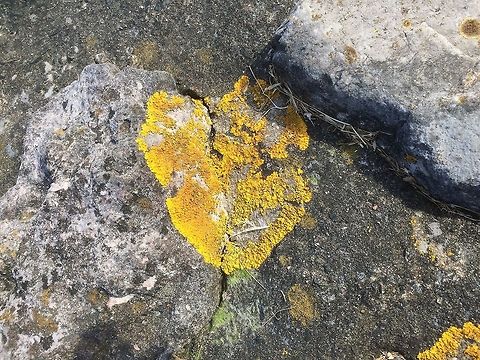 Golden lichen? Glowing in the early evening sunshine, a lovely golden patch of lichen ( I think). It was facing the sea and open to the winds and the elements.  Caloplaca flavovirescens,Cumbria,Early Summer,Geotagged,coastal.United Kingdom