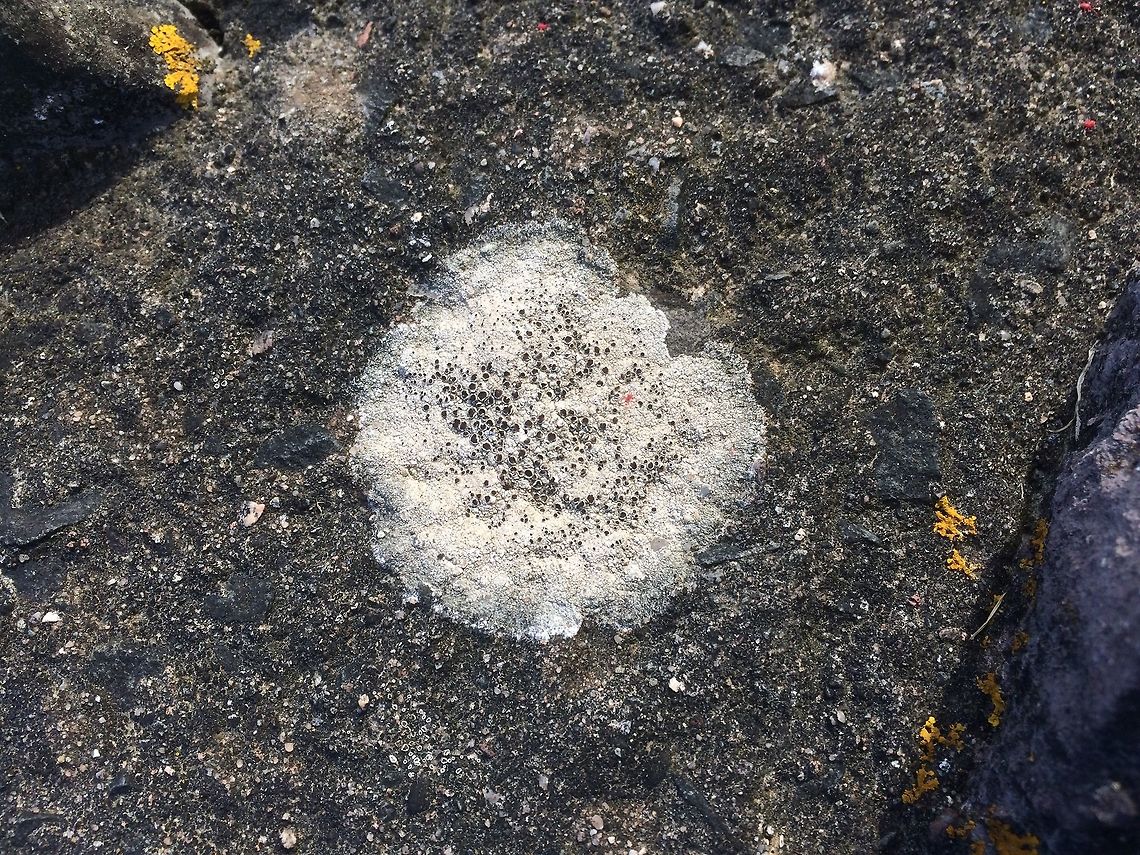 White lichen with black dots, United Kingdom  Geotagged,Spring,United Kingdom