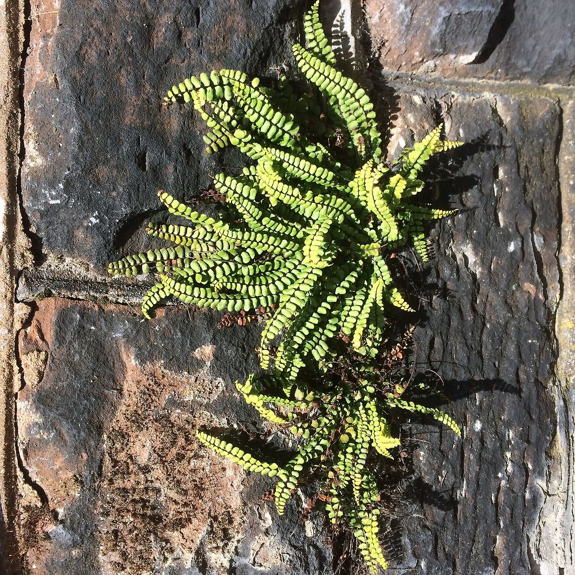 Ferns on a wall Small ferns(?) growing on a wall near the sea.  Asplenium trichomanes,Geotagged,Maidenhair spleenwort,Summer,United Kingdom,coast