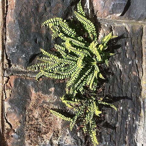 Ferns on a wall Small ferns(?) growing on a wall near the sea.  Asplenium trichomanes,Geotagged,Maidenhair spleenwort,Summer,United Kingdom,coast