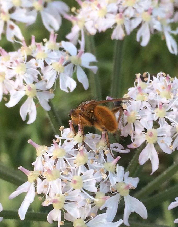 Furry Brown Bee Small bee  Cumbria,Early Summer,Geotagged,Golden dung fly,Scathophaga stercoraria,Spring,United Kingdom