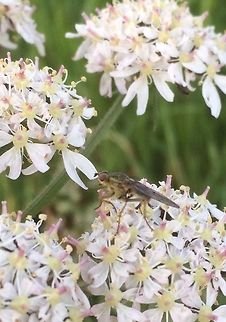 Flying insect on flower Photographed on a bush in a garden,in Cumbria,by the coast.   Cumbria,Geotagged,Solway Firth,Summer,United Kingdom