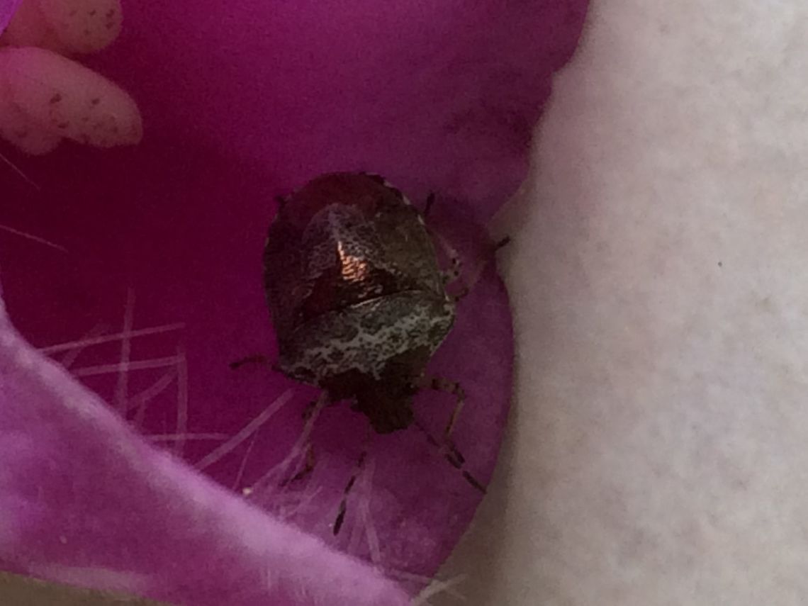 Is this a shield bug or another creature? Found this in my garden (resembles a mini-meadow at the moment)  This is a view from the top of the insect. <br />
<figure class="photo"><a href="https://www.jungledragon.com/image/61649/underside_of_bug.html" title="Underside of bug"><img src="https://s3.amazonaws.com/media.jungledragon.com/images/2780/61649_thumb.jpeg?AWSAccessKeyId=05GMT0V3GWVNE7GGM1R2&Expires=1770854410&Signature=emUULihp2we39d3VtKEDGLfHxIM%3D" width="200" height="150" alt="Underside of bug It wouldn&rsquo;t keep still but this picture might help with ID. Can anyone help identify- previous picture shows top view. <br />
https://www.jungledragon.com/image/61648/is_this_a_shield_bug_or_another_creature.html Eysarcoris venustissimus,Geotagged,Stagonomus venustissimus,Summer United Kingdom,Woundwort shieldbug" /></a></figure> Essex.,Eysarcoris venustissimus,Geotagged,Spring,Stagonomus venustissimus,Summer. Epping,United Kingdom