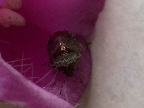 Is this a shield bug or another creature? Found this in my garden (resembles a mini-meadow at the moment)  This is a view from the top of the insect. 
https://www.jungledragon.com/image/61649/underside_of_bug.html Essex.,Eysarcoris venustissimus,Geotagged,Spring,Stagonomus venustissimus,Summer. Epping,United Kingdom