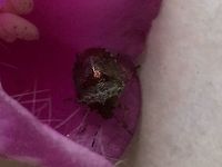 Is this a shield bug or another creature? Found this in my garden (resembles a mini-meadow at the moment)  This is a view from the top of the insect. <br />
https://www.jungledragon.com/image/61649/underside_of_bug.html Essex.,Eysarcoris venustissimus,Geotagged,Spring,Stagonomus venustissimus,Summer. Epping,United Kingdom