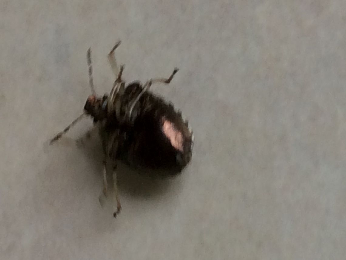 Underside of bug It wouldn&rsquo;t keep still but this picture might help with ID. Can anyone help identify- previous picture shows top view. <br />
<figure class="photo"><a href="https://www.jungledragon.com/image/61648/is_this_a_shield_bug_or_another_creature.html" title="Is this a shield bug or another creature?"><img src="https://s3.amazonaws.com/media.jungledragon.com/images/2780/61648_thumb.jpeg?AWSAccessKeyId=05GMT0V3GWVNE7GGM1R2&Expires=1767225610&Signature=zOYc%2FZ4BSdPfxgoU4j%2BDZMrcOaU%3D" width="200" height="150" alt="Is this a shield bug or another creature? Found this in my garden (resembles a mini-meadow at the moment)  This is a view from the top of the insect. <br />
https://www.jungledragon.com/image/61649/underside_of_bug.html Essex.,Eysarcoris venustissimus,Geotagged,Spring,Stagonomus venustissimus,Summer. Epping,United Kingdom" /></a></figure> Eysarcoris venustissimus,Geotagged,Stagonomus venustissimus,Summer United Kingdom,Woundwort shieldbug