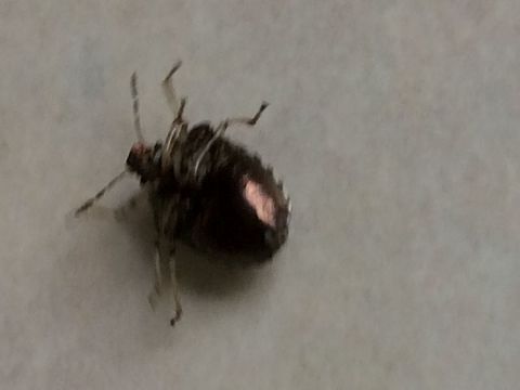 Underside of bug It wouldn&rsquo;t keep still but this picture might help with ID. Can anyone help identify- previous picture shows top view. 
https://www.jungledragon.com/image/61648/is_this_a_shield_bug_or_another_creature.html Eysarcoris venustissimus,Geotagged,Stagonomus venustissimus,Summer United Kingdom,Woundwort shieldbug