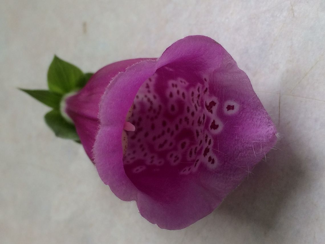 Foxglove flower Beautiful patterning inside a single &lsquo;cup&rsquo;  Digitalis purpurea,Geotagged,Purple foxglove,Spring,United Kingdom
