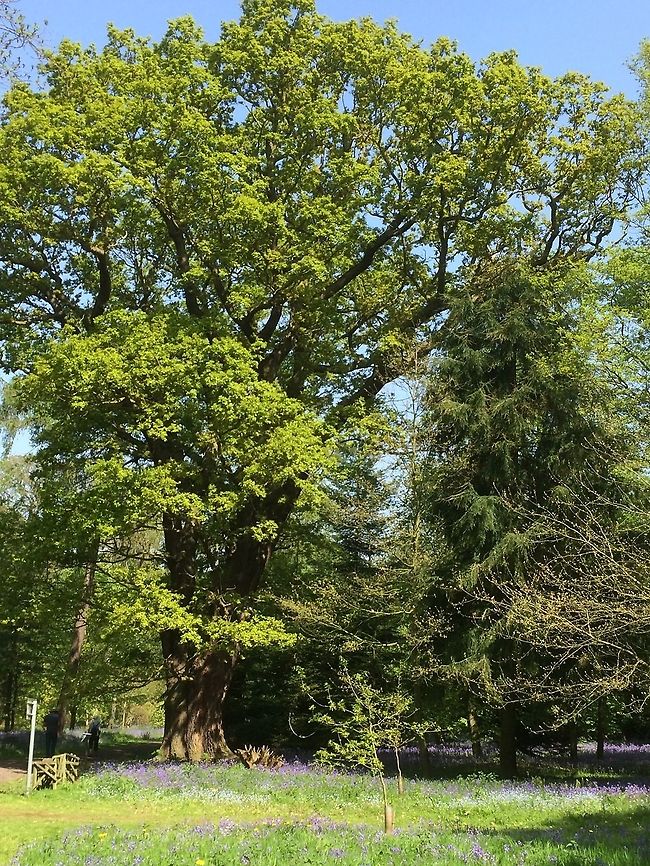 400 year old oak tree English oak or Quercus robur.  Growing in the grounds of Hodsock Priory. A truly lovely tree.  English oak,Geotagged,Quercus robur,Spring,United Kingdom,oak.Pendunculate oak.