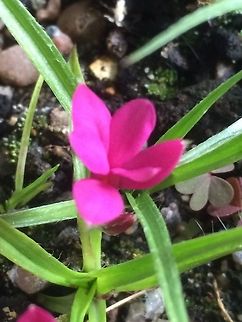 tiny pink flowers Rhodohypoxis milloides 'venetian', a small alpine from the eastern side of South Africa. It is one of several cultivars  Geotagged,London United Kingdom,United Kingdom,alpine