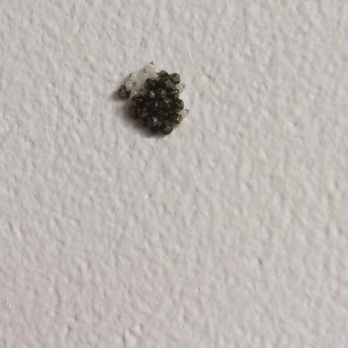 Green Shieldbug eggs Part 2. The green eggs are changing colour. Hopefully I&rsquo;ll catch them hatching.<br />
Continued from this image:<br />
<figure class="photo"><a href="https://www.jungledragon.com/image/61473/green_eggs.html" title="Green Eggs"><img src="https://s3.amazonaws.com/media.jungledragon.com/images/2780/61473_thumb.jpeg?AWSAccessKeyId=05GMT0V3GWVNE7GGM1R2&Expires=1759968010&Signature=mw%2F%2B4FHb3p6yaWmlPGEcUyD5e6I%3D" width="114" height="152" alt="Green Eggs Laid in rows and a lovely colour. Looking for some clues as to identification. They are on a kitchen wall. <br />
Continued here:<br />
https://www.jungledragon.com/image/61784/green_shieldbug_eggs_part_2.html Geotagged,Green shield bug,Palomena prasina,Summer. Insect eggs. Essex Uk.,United Kingdom" /></a></figure> Geotagged,Green shield bug,Palomena prasina,Summer,United Kingdom,insect eggs. United Kingdom