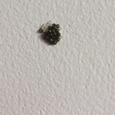 Green Shieldbug eggs Part 2. The green eggs are changing colour. Hopefully I’ll catch them hatching.
Continued from this image:
https://www.jungledragon.com/image/61473/green_eggs.html Geotagged,Green shield bug,Palomena prasina,Summer,United Kingdom,insect eggs. United Kingdom