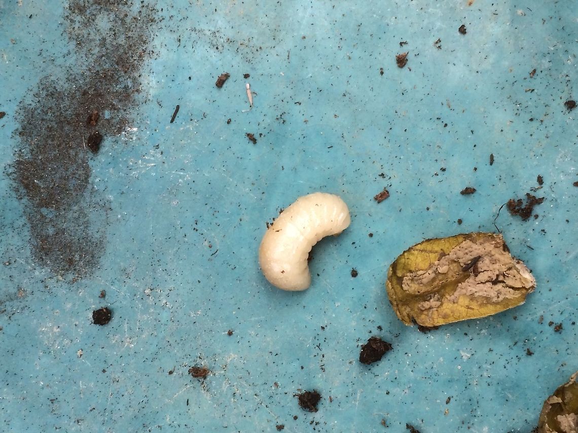 The grub I unwrapped Could this be a solitary bee? I wouldn&rsquo;t normally unwrap a creature but there were about a dozen cases in a small flower pot on my greenhouse. Needless to say I have left the remaining ones in the pot where it was.  Geotagged,Summer,United Kingdom