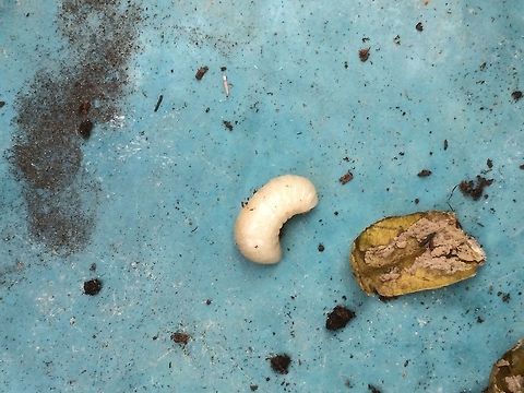 The grub I unwrapped Could this be a solitary bee? I wouldn&rsquo;t normally unwrap a creature but there were about a dozen cases in a small flower pot on my greenhouse. Needless to say I have left the remaining ones in the pot where it was.  Geotagged,Summer,United Kingdom