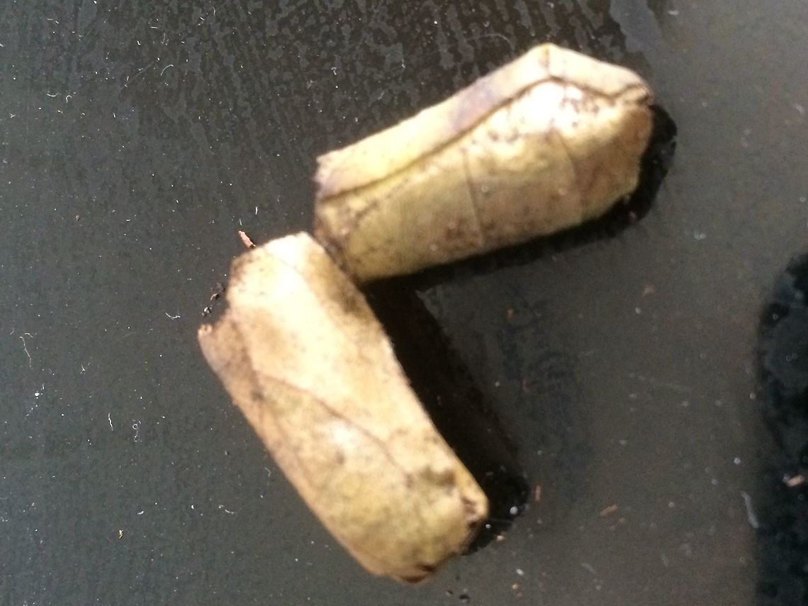 larva or grub cases I emptied a small pot and found about a dozen of these cases. Each one was about 6-8 cms Long and was wrapped in pieces of leaves.They looked like tiny cigars.  I unwrapped one ( see other photo) and it contained a large white grub.  Geotagged,Summer,United Kingdom