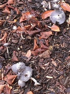 Strange coloured fungi Inky blue grey toadstools. Photo taken in a community garden in Epping, Essex. U.K. This particular location has recently been treated with chemicals as part of a Japanese knotweed eradication programme.  I wonder if this has affected the colours? Any help to identify will be welcome.  Autumn.Essex,Fall,Geotagged,United Kingdom,fungi