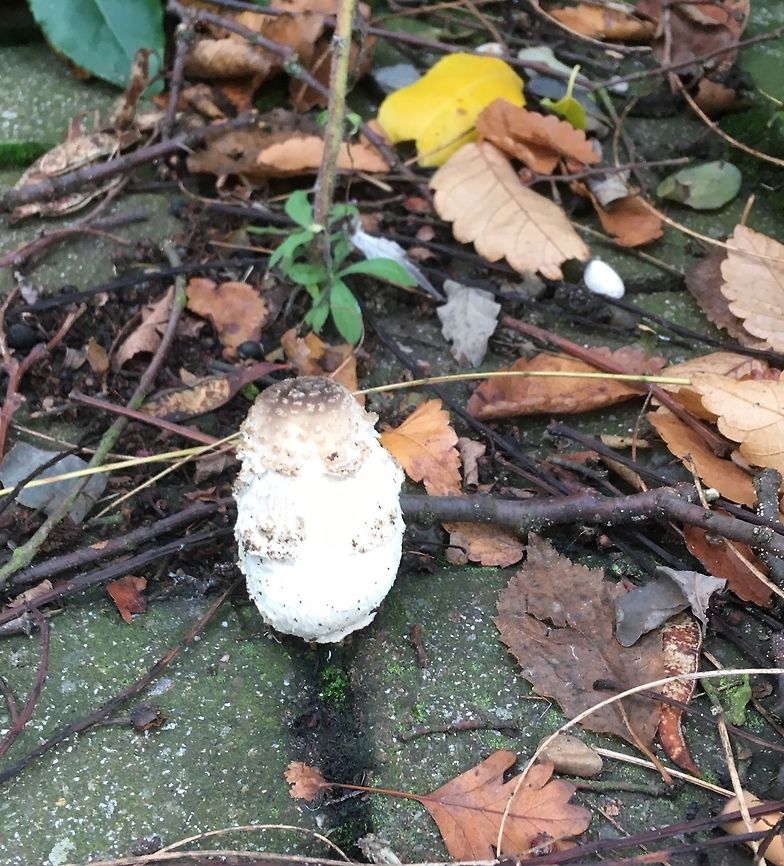 More fungi from Epping Photo taken by a busy path to a car park. Help with identifying welcome please.  AutumnUK,Epping,Fall,Geotagged,United Kingdom