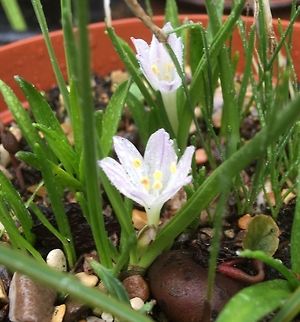 a tiny beauty amongst some seedlings A random selection of mixed alpine seedlings given to me to ‘grow on’ produced this little beauty after a two year wait.  Not sure if it’s an autumn crocus. Colchicum autamnale ‘alba’ ? Also in the photo is a cyclamen seedling which is not quite large enough to flower. Maybe next year! Alpine,Autumn crocus,Colchicum autumnale,Fall,Geotagged,United Kingdom,seedlings