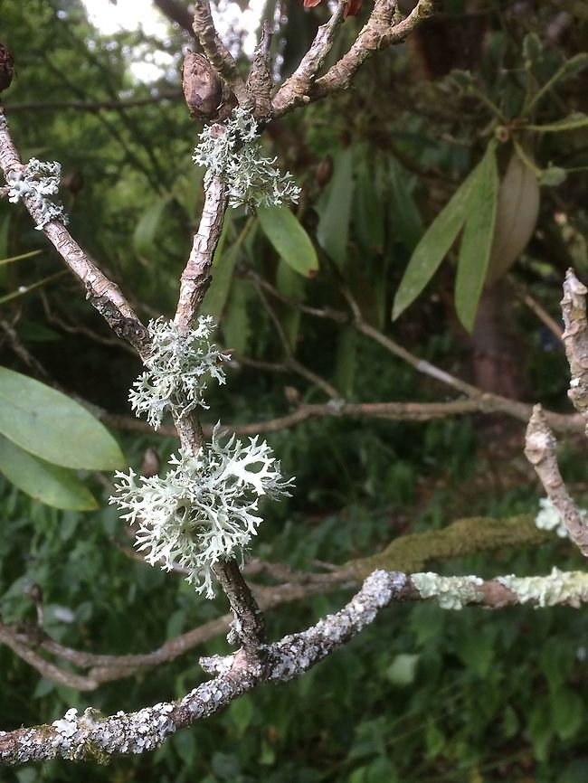 Lichen Beautiful lichen on a branch Geotagged,Summer,United Kingdom