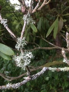 Lichen Beautiful lichen on a branch Geotagged,Summer,United Kingdom