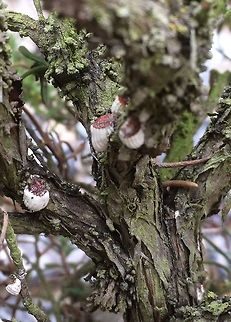 Cottony Cushion Scales I took a close up of these Icerya purchasi on a rather weak rosemary bush in a garden near Margate.   Geotagged,Icerya purchasi,Kent,Margate,Summer,United Kingdom