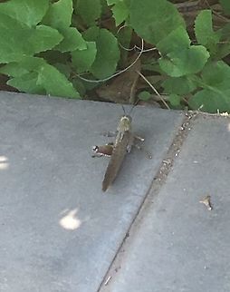 A one-legged grasshopper Spotted on a walk in a garden in Crete. It allowed me to photograph it then sprang away with such force I heard the click of it’s leg.  A Paralympic Grasshopper ( or cricket?)  Geotagged,Greece,Spring Crete