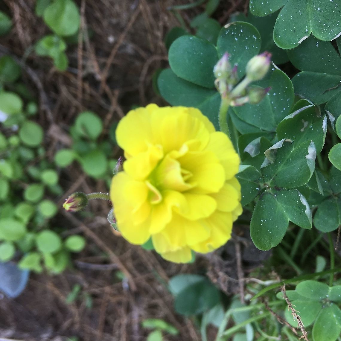 Double Beauty. Is this a double oxalis, does anyone know please? I have a couple of other pictures but this one really caught my eye.  Crete,Geotagged,Greece,Spring