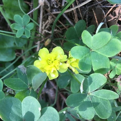 Oxalis This was oxalis had large leaves and a double bloom. Crete is covered in yellow oxalis and ( I think) yellow horned poppies at the moment.  So beautiful!  Crete,Geotagged,Greece,Spring